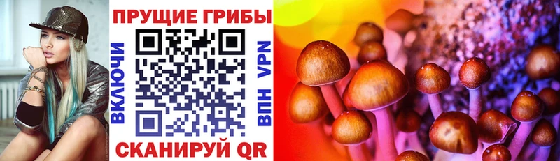 Псилоцибиновые грибы Psilocybine cubensis  Цоци-Юрт 